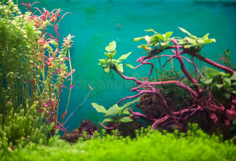 Zoetwater groen aquarium royalty-vrije stock afbeelding Zoetwater groen aquarium royalty-vrije stock afbeelding