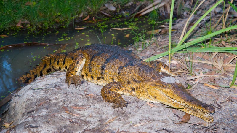 Freshwater crocodile (Crocodylus johnstoni) in the Northen Territory, Australia. Freshwater crocodile (Crocodylus johnstoni) in the Northen Territory, Australia