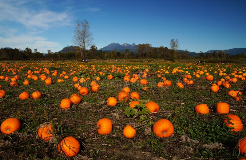 Zona della zucca immagini stock libere da diritti Zona della zucca immagini stock libere da diritti