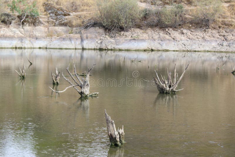 Zona Pantanosa Con Poca Agua Y Troncos Secos De árboles Pequeños Foto de  archivo - Imagen de planta, agua: 192639028