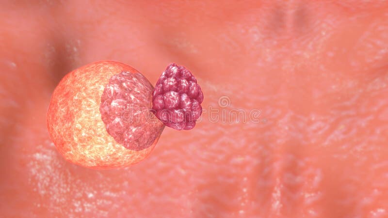 Zona pellucida stock photo. Image of cell, endometrium - 73449926