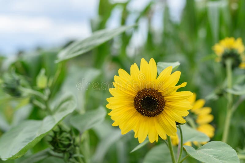 Zonbloem op het groene gebied royalty-vrije stock fotografie Zonbloem op het groene gebied royalty-vrije stock fotografie