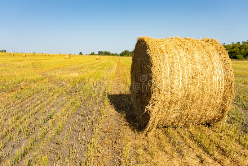 Zone agricole Paquets ronds d'herbe sèche dans le domaine contre le ciel bleu fin de petit pain de foin d'agriculteur photo stock Zone agricole Paquets ronds d'herbe sèche dans le domaine contre le ciel bleu fin de petit pain de foin d'agriculteur photo stock