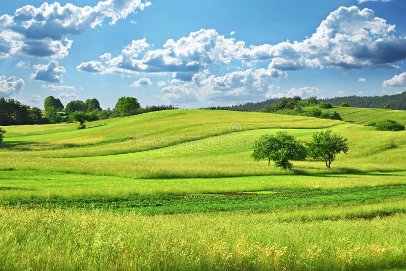 Zone d'herbe photo stock