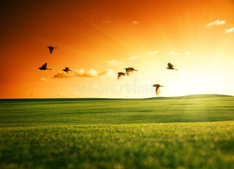 Zone d'herbe et d'oiseaux photos stock Zone d'herbe et d'oiseaux photos stock