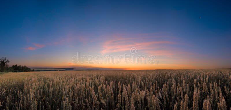 Zone de blé la nuit