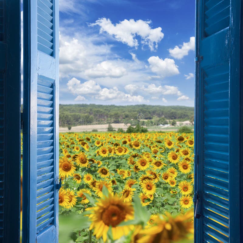 Zone de Sunflowers image stock. Image du provence, lame 84287917