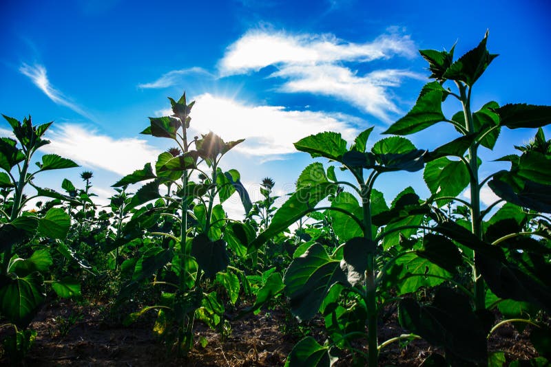 Zone de Sunflowers image stock. Image du branchement 84380219