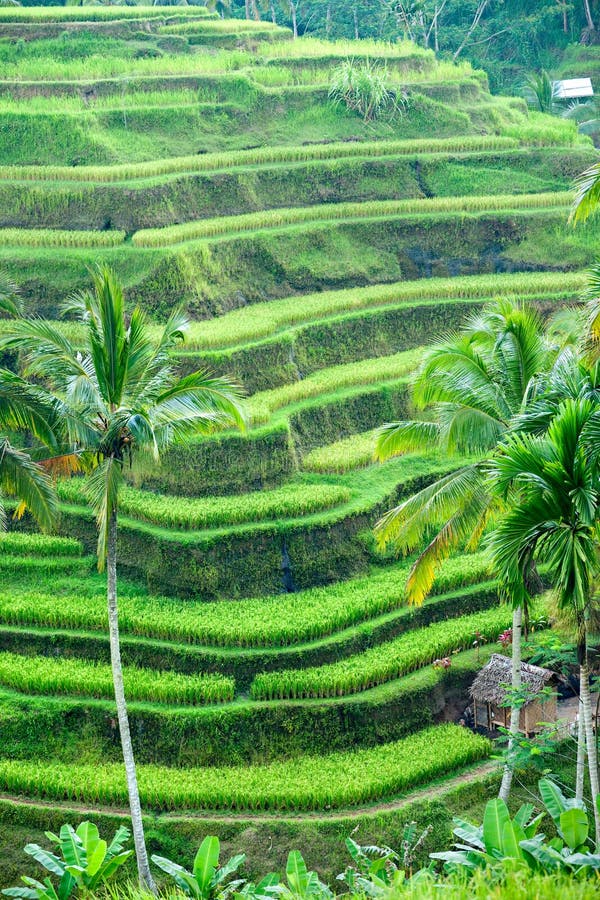 Amazing view of the Rice Terrace field, Ubud, Bali, Indonesia. Amazing view of the Rice Terrace field, Ubud, Bali, Indonesia.