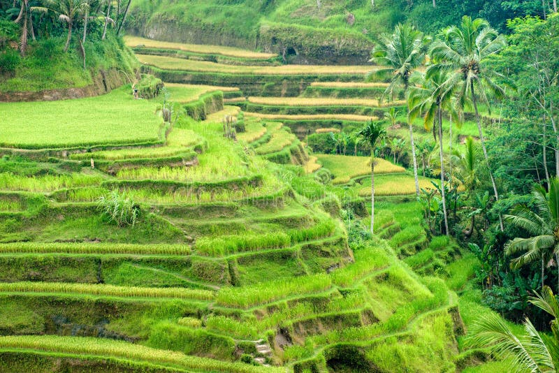 Amazing view of the Rice Terrace field in Ubud district, Bali, Indonesia. Amazing view of the Rice Terrace field in Ubud district, Bali, Indonesia.