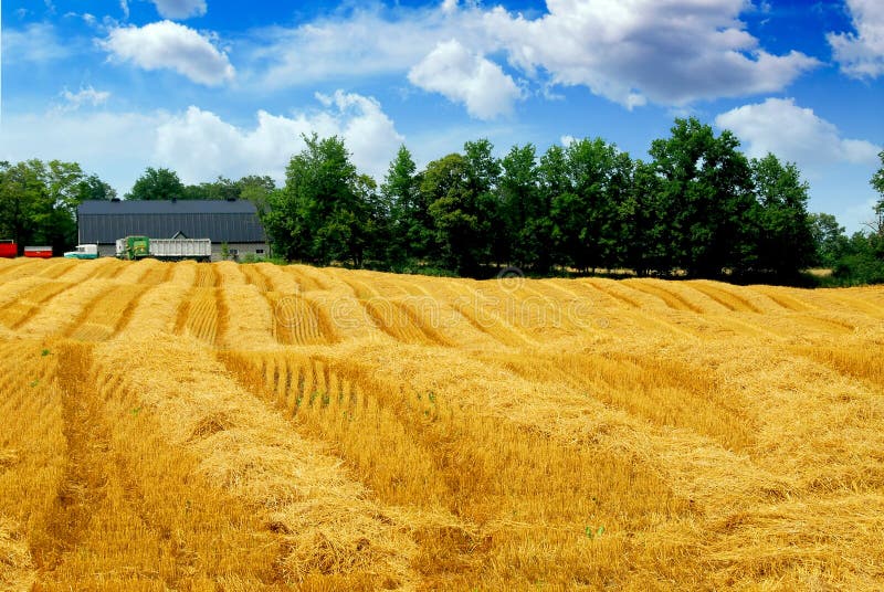 Zone de texture de moisson photographie stock libre de droits