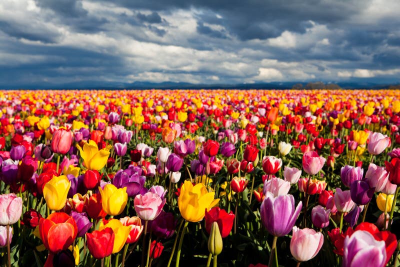 Zone des tulipes colorées au printemps