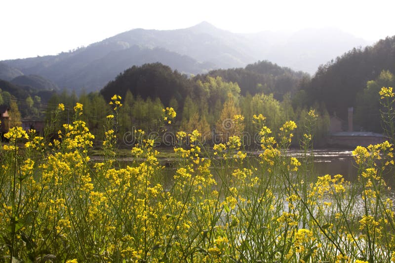 Zone et lac de viol photo stock Zone et lac de viol photo stock