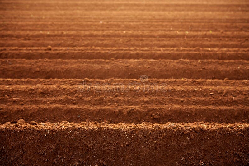 Zones labourées d'agriculture de saleté d'argile rouge photographie stock Zones labourées d'agriculture de saleté d'argile rouge photographie stock