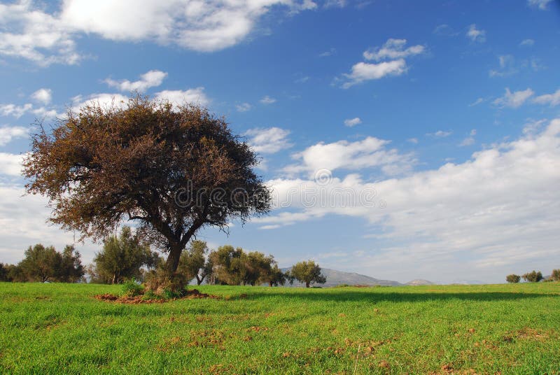 Zones vertes, ciel bleu, arbre isolé image libre de droits Zones vertes, ciel bleu, arbre isolé image libre de droits