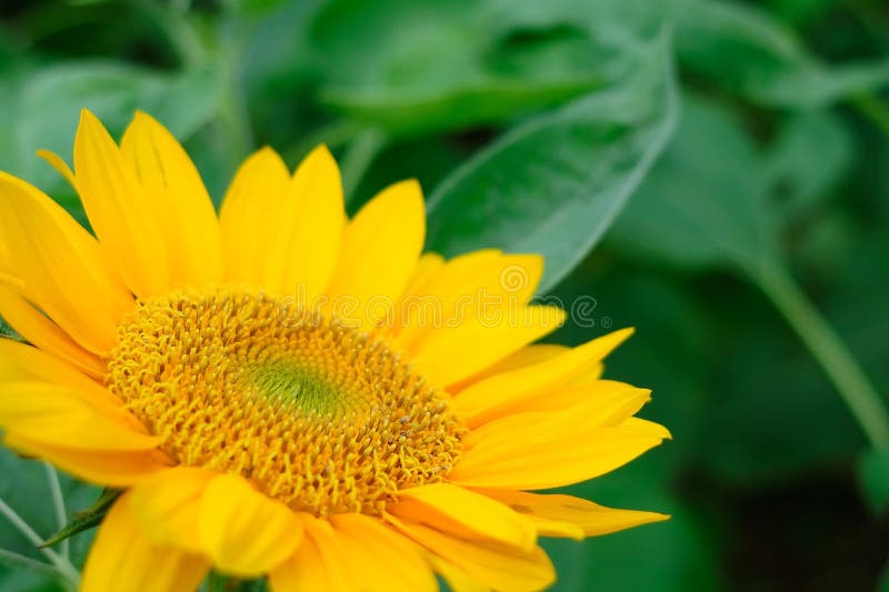 Zonnebloem royalty-vrije stock afbeelding