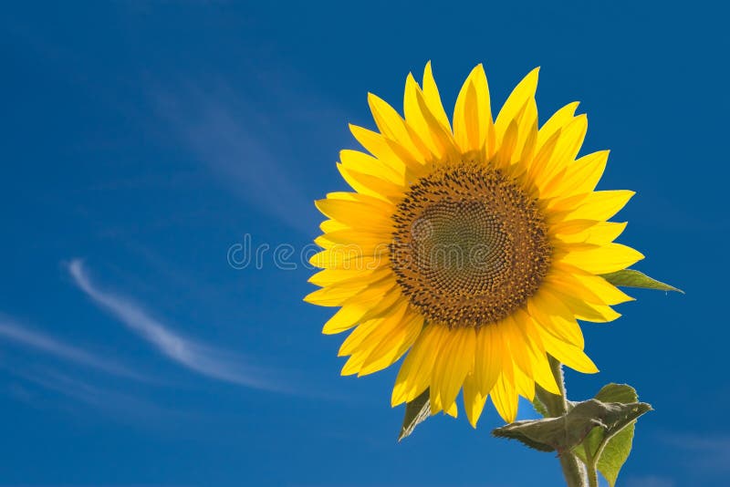 Zonnebloem Zonnebloem