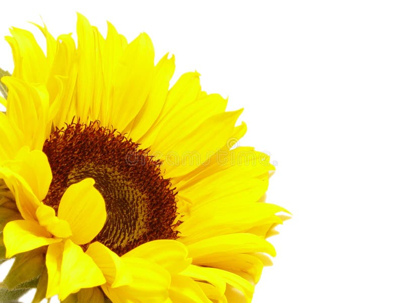 Zonnebloem Zonnebloem