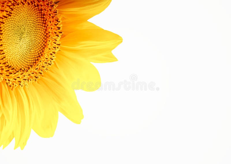 Isolated sunflower on white background. Isolated sunflower on white background