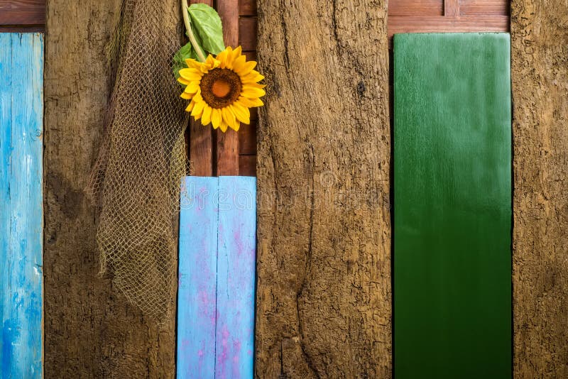 Summer background card, sunflower and fishing net on old planks of various colors wooden wall. Summer background card, sunflower and fishing net on old planks of various colors wooden wall