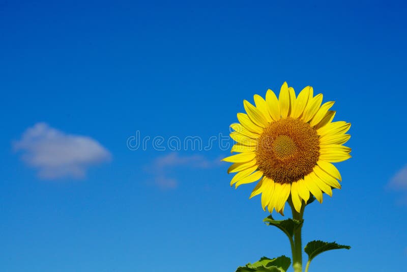 Zonnebloem met tegen blauwe hemel royalty-vrije stock foto's Zonnebloem met tegen blauwe hemel royalty-vrije stock foto's