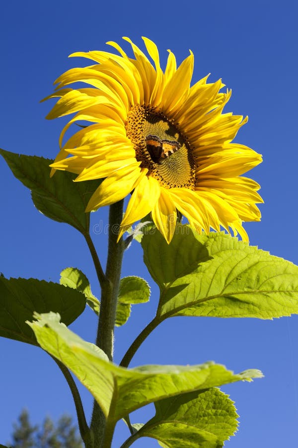 Zonnebloem met vlinder in het midden van de bloem, blauwe lucht royalty-vrije stock foto Zonnebloem met vlinder in het midden van de bloem, blauwe lucht royalty-vrije stock foto