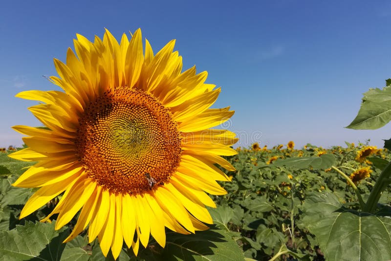 Zonnebloem op het gebied op een Zonnige dag royalty-vrije stock afbeeldingen Zonnebloem op het gebied op een Zonnige dag royalty-vrije stock afbeeldingen