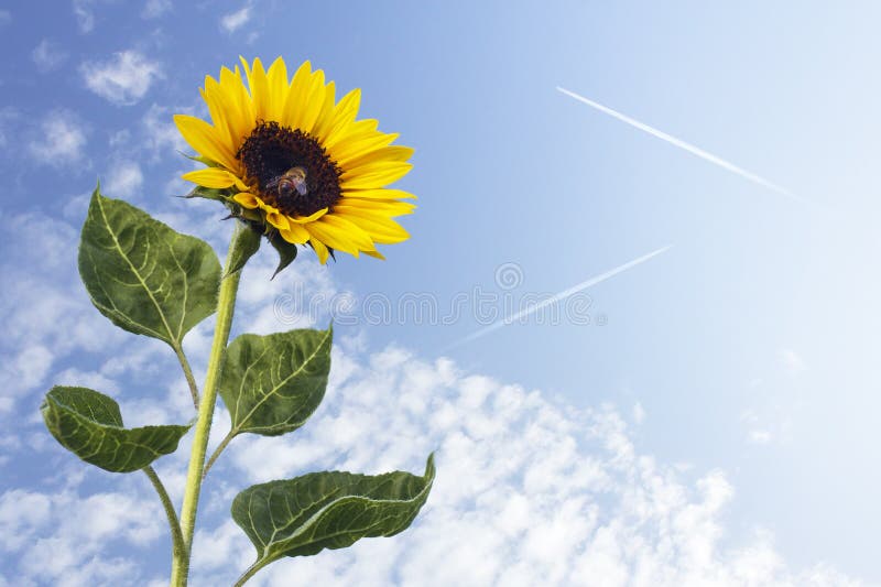 Zonnebloem tegen de blauwe hemel stock fotografie Zonnebloem tegen de blauwe hemel stock fotografie