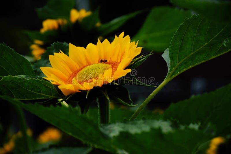Zonnebloem ??? stock foto Zonnebloem ??? stock foto