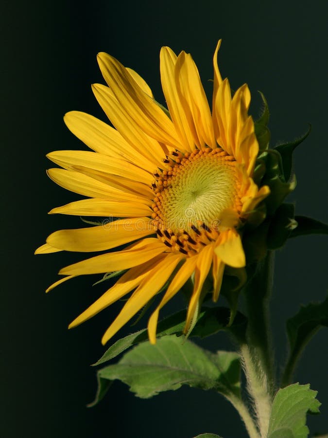Zonnebloembehang Zonnebloembehang