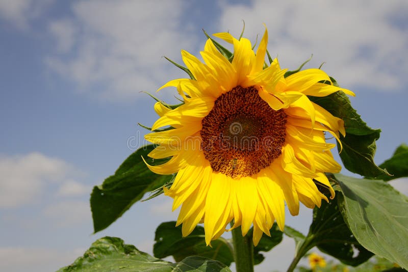 De Zonnige Zomer, Dag, Zon, Gebied, Groeit, Groot, Mooi, Zonnebloemen, Bloemen, Hemel, Bos