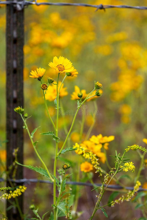 Zonnebloemen op buiten Barb Wire Fence Closeup stock afbeeldingen Zonnebloemen op buiten Barb Wire Fence Closeup stock afbeeldingen
