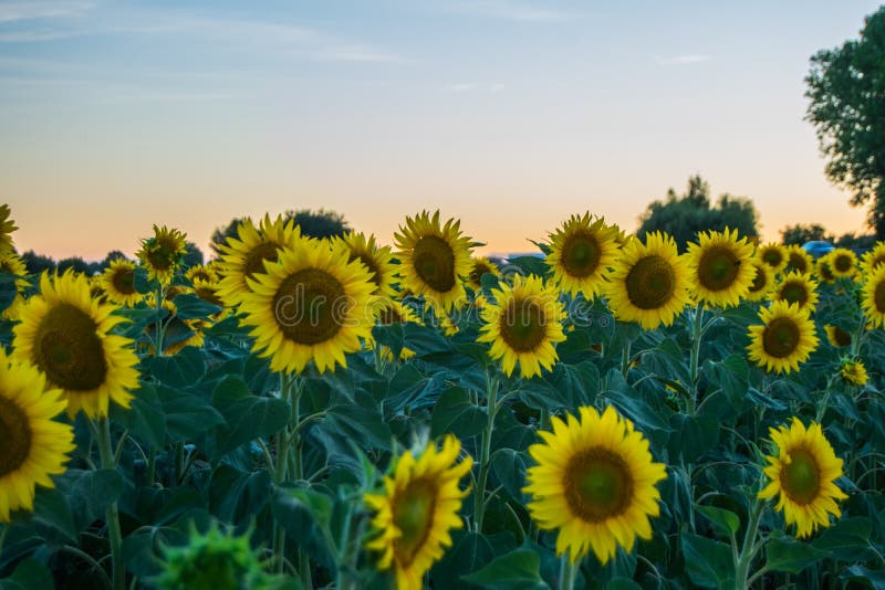 Zonnebloemen tijdens zonsondergang in Italië stock afbeelding Zonnebloemen tijdens zonsondergang in Italië stock afbeelding
