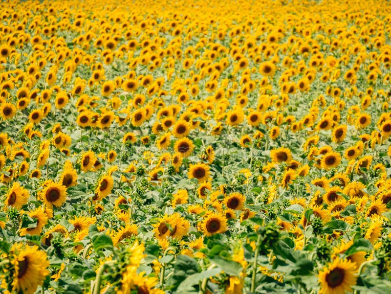 Zonnebloemgebied bij dag stock afbeeldingen Zonnebloemgebied bij dag stock afbeeldingen