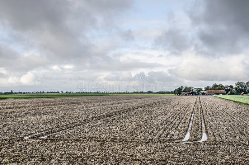 Potato field waiting for harvest royalty free stock image Potato field waiting for harvest royalty free stock image