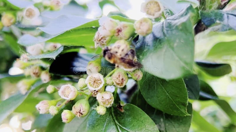 Zonneschijn en bijen. sonde van bijen die nectar van witte bloemen verzamelen en stuifmeelkorrels van de ene bloem naar de andere