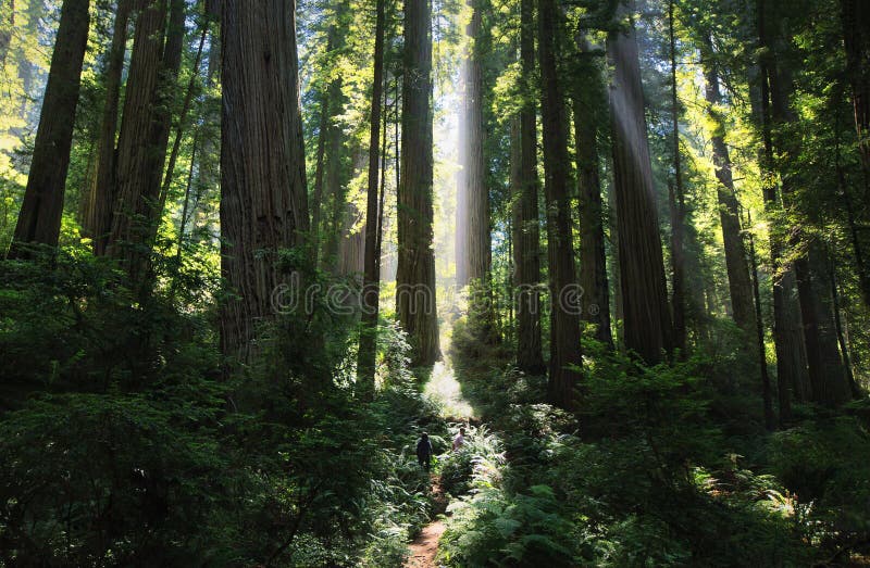 Zonnestralen in een prachtig Californische sequoiabos royalty-vrije stock afbeeldingen Zonnestralen in een prachtig Californische sequoiabos royalty-vrije stock afbeeldingen