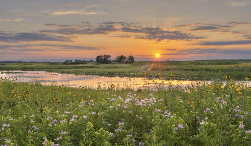 Zonsondergang bij het Gebied van de Bloem royalty-vrije stock afbeeldingen Zonsondergang bij het Gebied van de Bloem royalty-vrije stock afbeeldingen