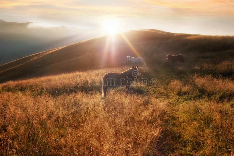 Zonsondergang op de achtergrond van de bergenaard Paardensilhouet bij nevel stock afbeelding Zonsondergang op de achtergrond van de bergenaard Paardensilhouet bij nevel stock afbeelding