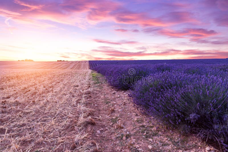 Zonsondergang over een violet lavendelgebied in de Provence royalty-vrije stock afbeeldingen Zonsondergang over een violet lavendelgebied in de Provence royalty-vrije stock afbeeldingen