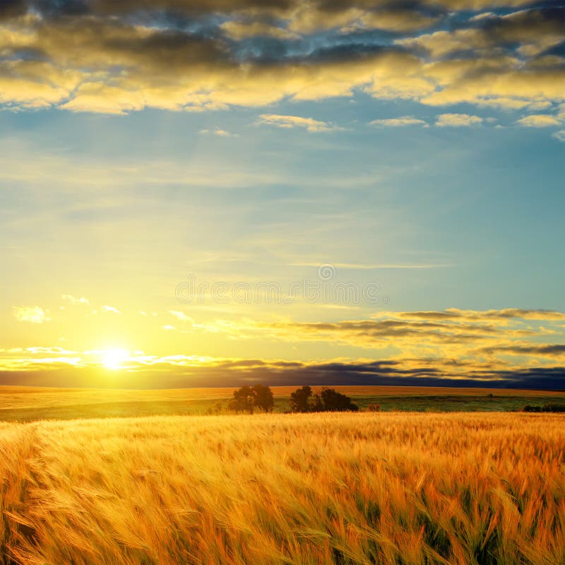 Zonsondergang boven een gerstveld royalty-vrije stock foto's