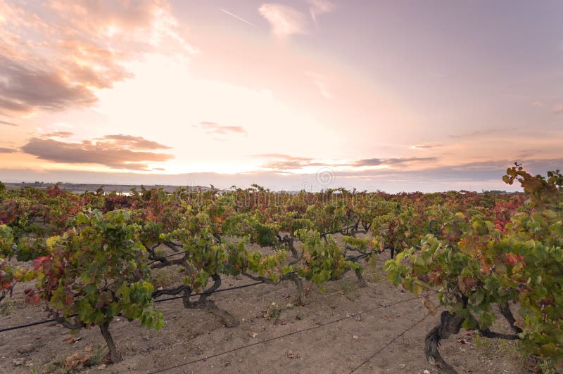 Zonsondergang over wijngaard royalty-vrije stock afbeelding Zonsondergang over wijngaard royalty-vrije stock afbeelding