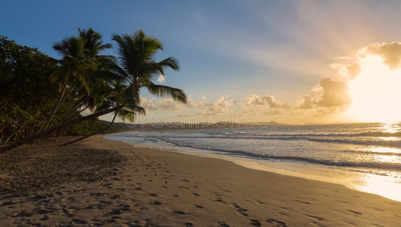 Zonsondergang, paradijsstrand en palmen, het eiland van Martinique stock fotografie Zonsondergang, paradijsstrand en palmen, het eiland van Martinique stock fotografie