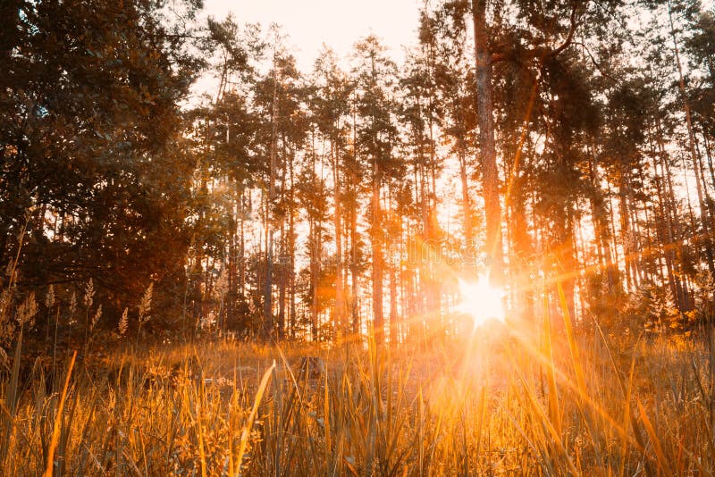 Zonsondergang of Zonsopgang in Autumn Forest Sun Shining With Sun-Stralen door Houtbomen en Gras in de Zomerbos royalty-vrije stock afbeelding Zonsondergang of Zonsopgang in Autumn Forest Sun Shining With Sun-Stralen door Houtbomen en Gras in de Zomerbos royalty-vrije stock afbeelding