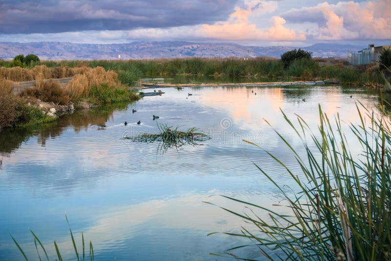 Sunset landscape of the marshes and waterways of south San Francisco bay, Sunnyvale, California. Sunset landscape of the marshes and waterways of south San Francisco bay, Sunnyvale, California