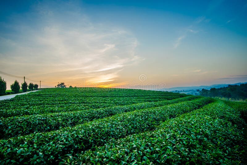 Zonsondergangmening van het landschap van de theeaanplanting royalty-vrije stock foto Zonsondergangmening van het landschap van de theeaanplanting royalty-vrije stock foto