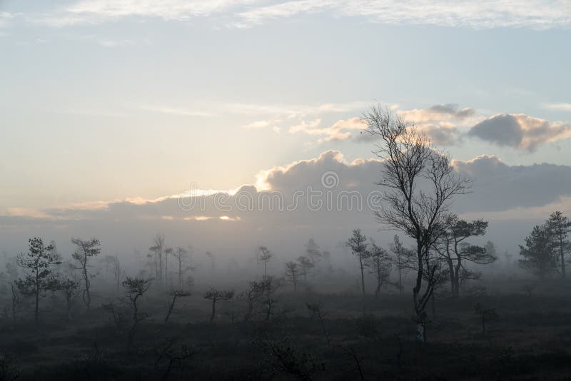 Zonsopgang in het moeraslandschap Nevelig moeras, het milieuachtergrond van de merenaard stock foto Zonsopgang in het moeraslandschap Nevelig moeras, het milieuachtergrond van de merenaard stock foto