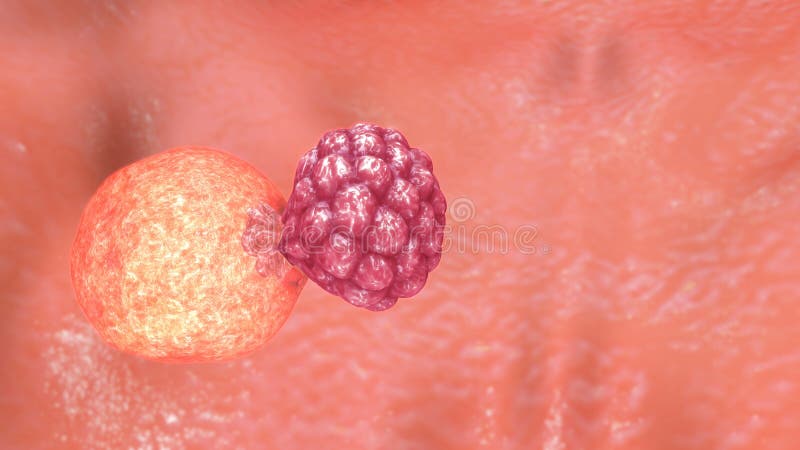 Zony pellucida obrazy royalty free Zony pellucida obrazy royalty free