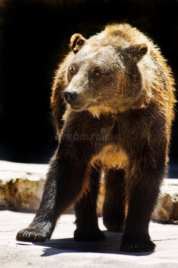 Zoo animal stock image. Image of desert, safari, american - 9902643
