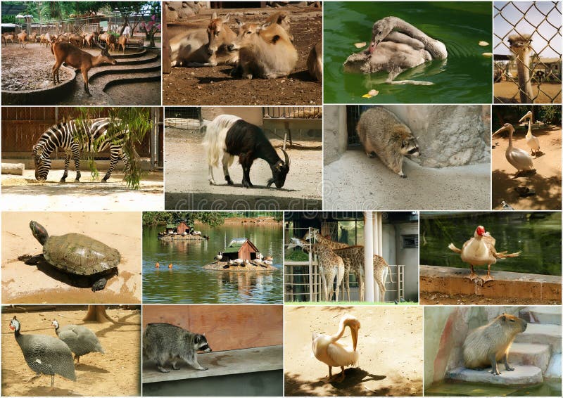 Zoo animals stock image. Image of mammals, goose, goat - 17942953